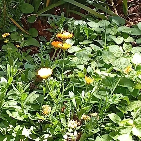 Pinka Lejlighed Seline