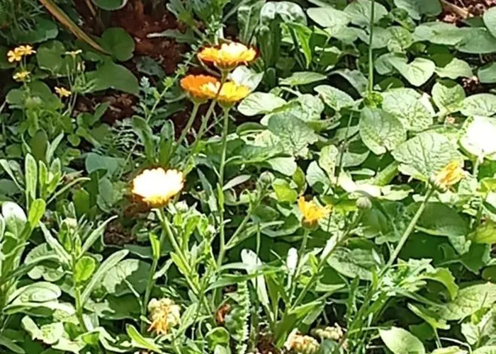 Pinka Апартаменты Селине