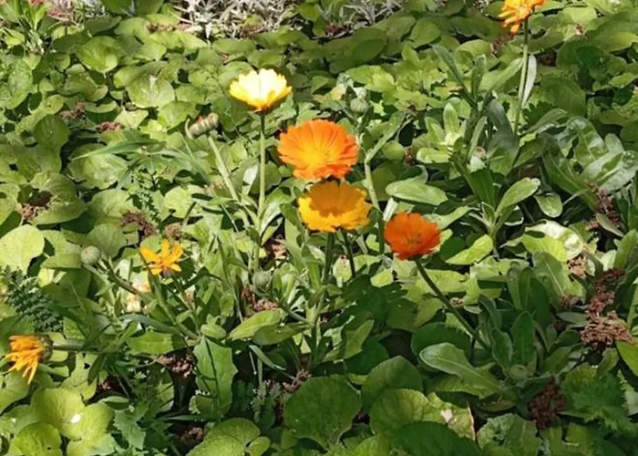 Pinka Апартаменты