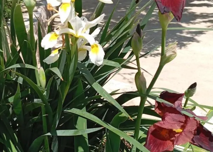 Апартаменты Pinka *